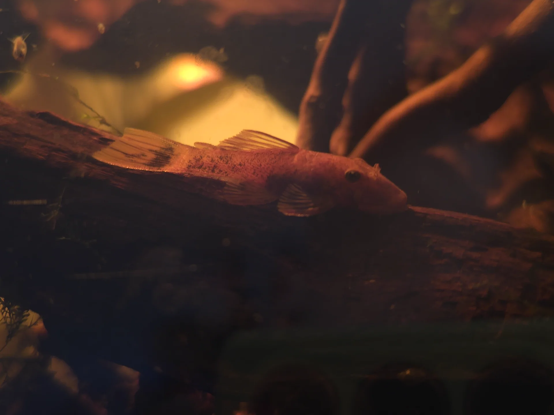 Red bristlenose shortfin pleco in the planted aquarium