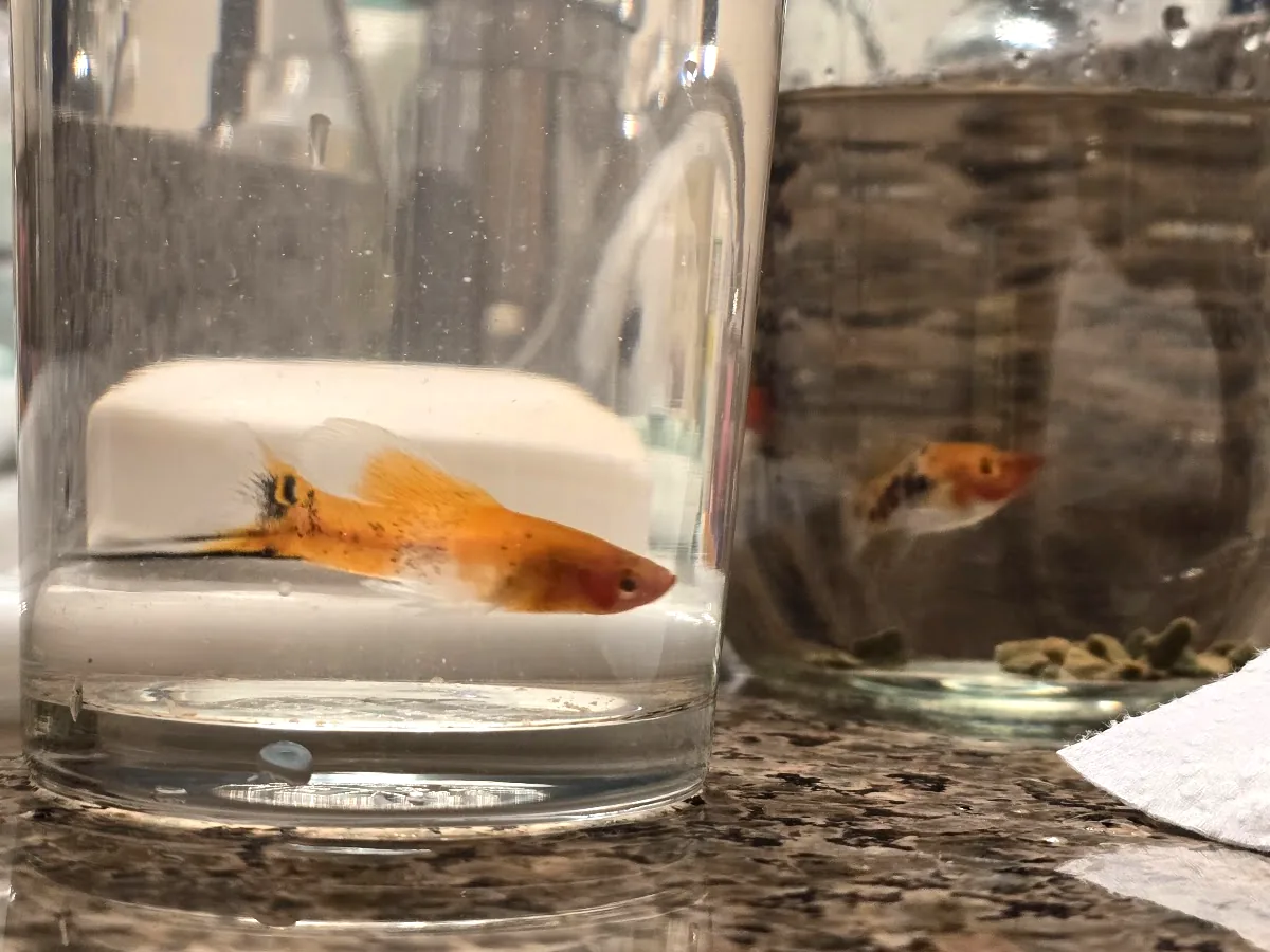 Close view of a new fish during the intake check
