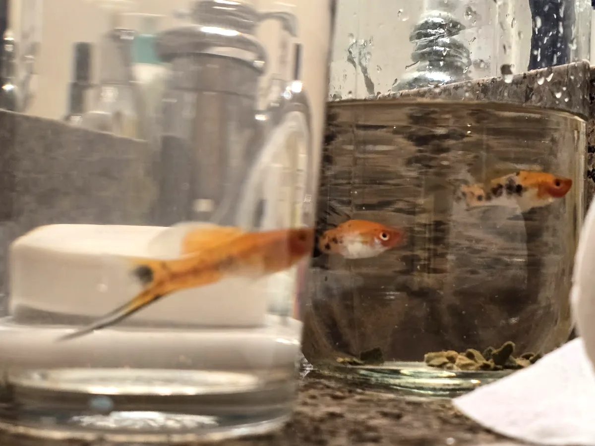 Koi-pattern swordtails during the arrival check