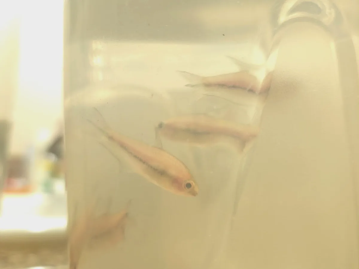 Rainbow emperor tetras together during acclimation