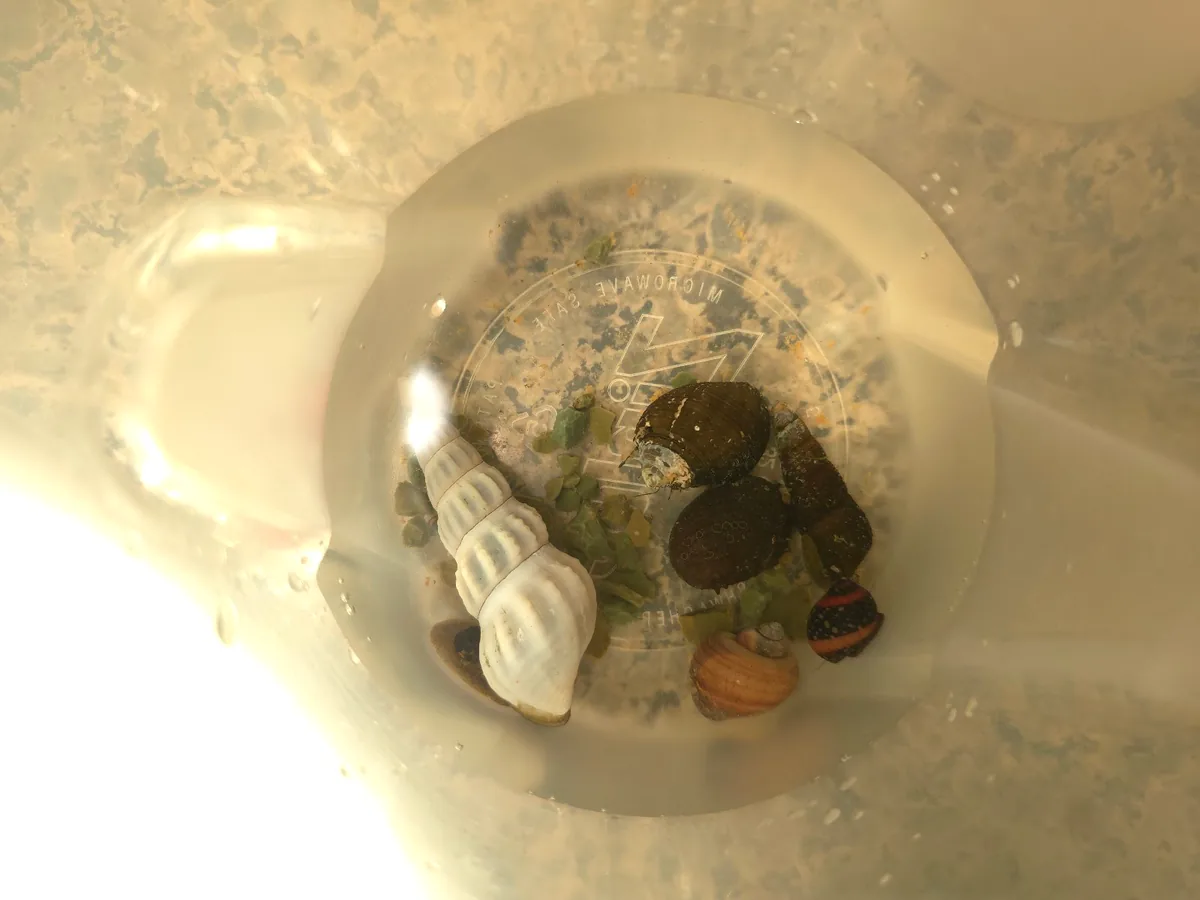 Assorted new aquarium snails gathered during the arrival check